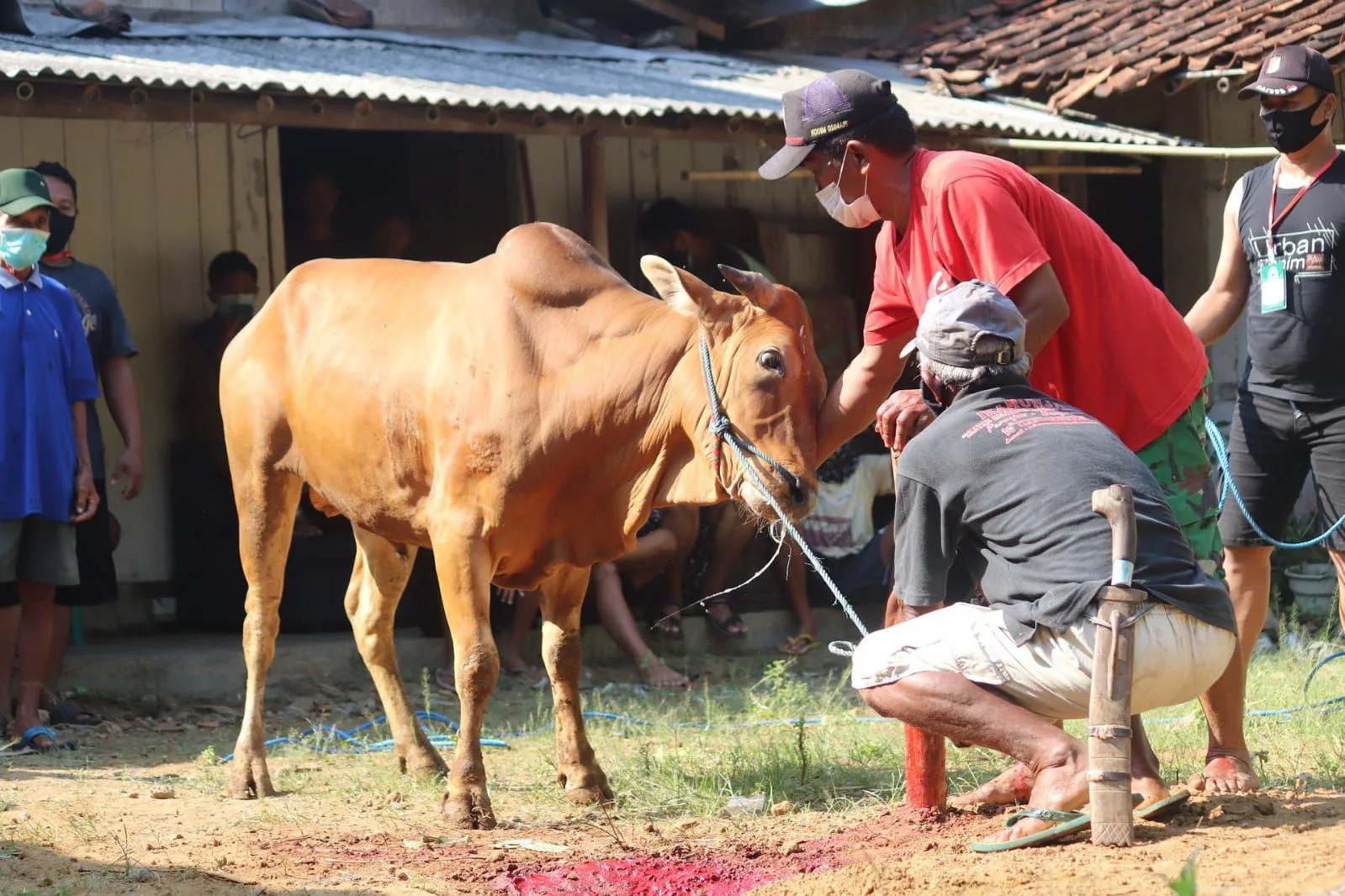 7 Syarat Orang yang Menyembelih Hewan Qurban Terlengkap