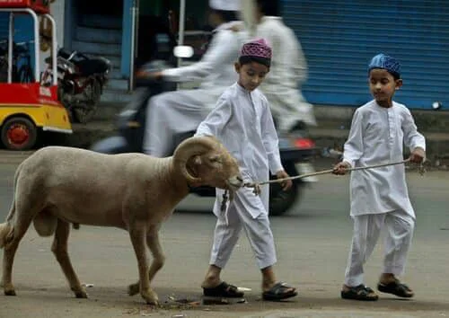 Umur Kambing Qurban yang Diperbolehkan Menurut Syariat