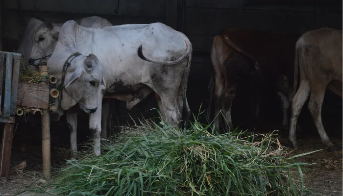 6 Keutamaan Qurban Idul Adha, Bagi Muslim yang Menunaikan