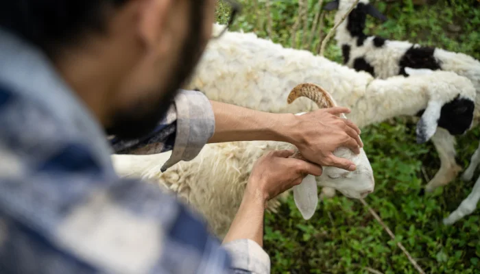 Pahami 5 Ketentuan Hewan Qurban yang Harus Terpenuhi