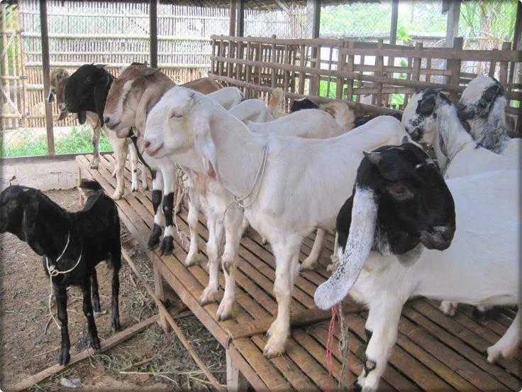 Perbedaan Syarat Kambing Aqiqah dengan Kambing Qurban Terlengkap