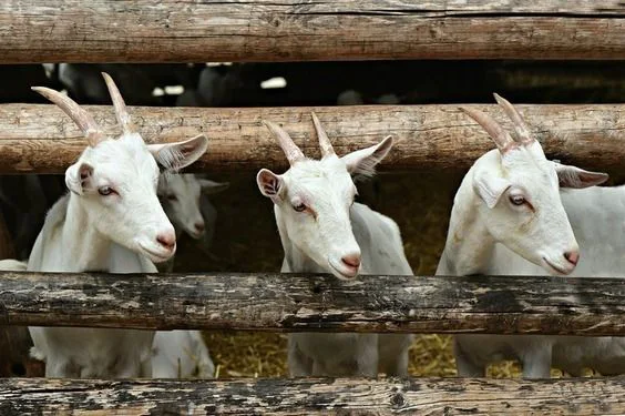 Ketahui Waktu Pelaksanaan Qurban Terbaik Serta Hikmahnya