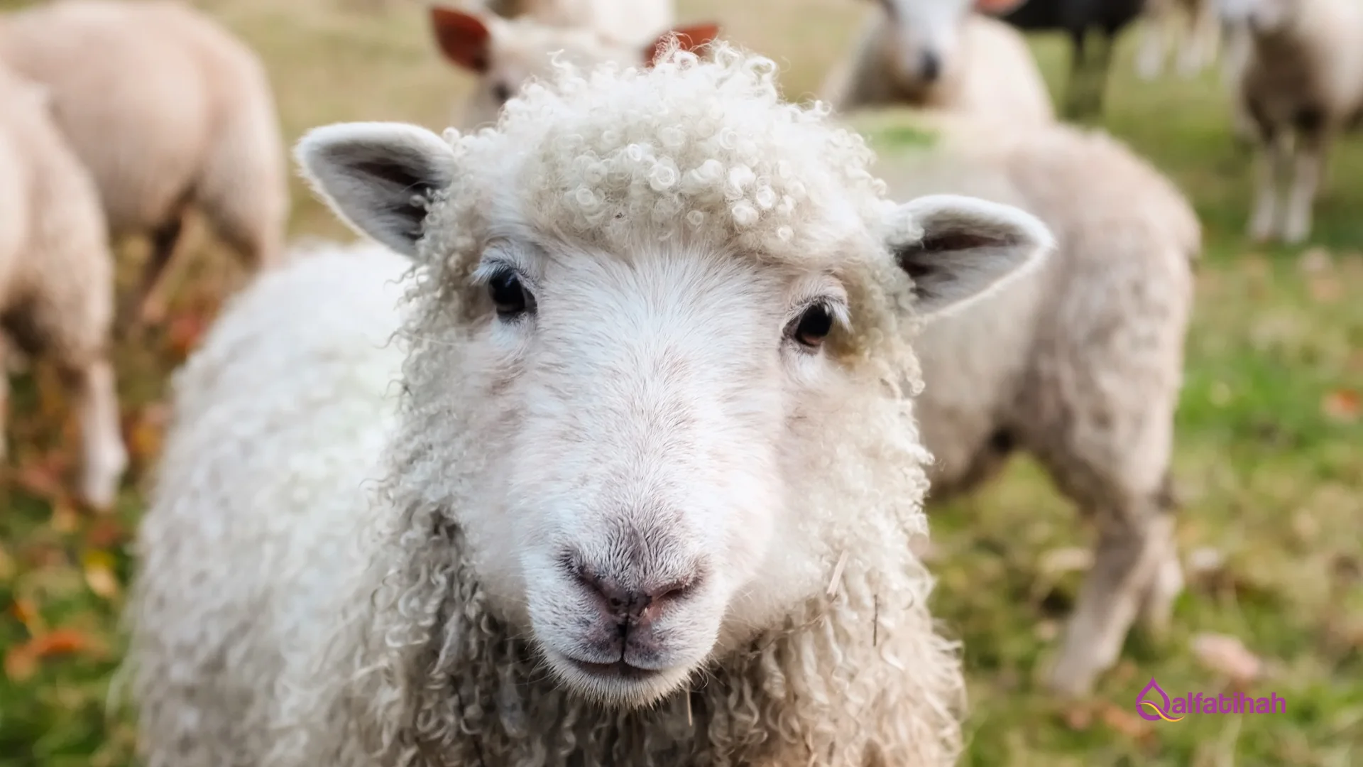 Inilah 5 Syarat Domba Qurban yang Wajib Dipenuhi Agar Sah!