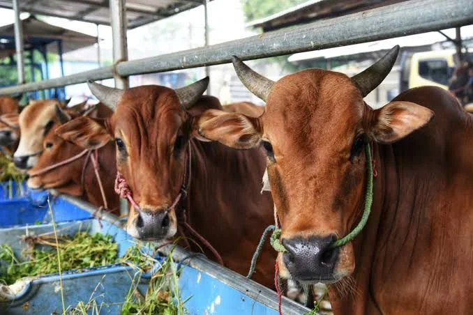 Ketahui Cara Menghitung Daging Sapi Qurban dan Pembagiannya