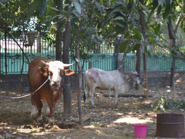 Syarat Qurban Sapi yang Sah Berdasarkan Ajaran Agama Islam