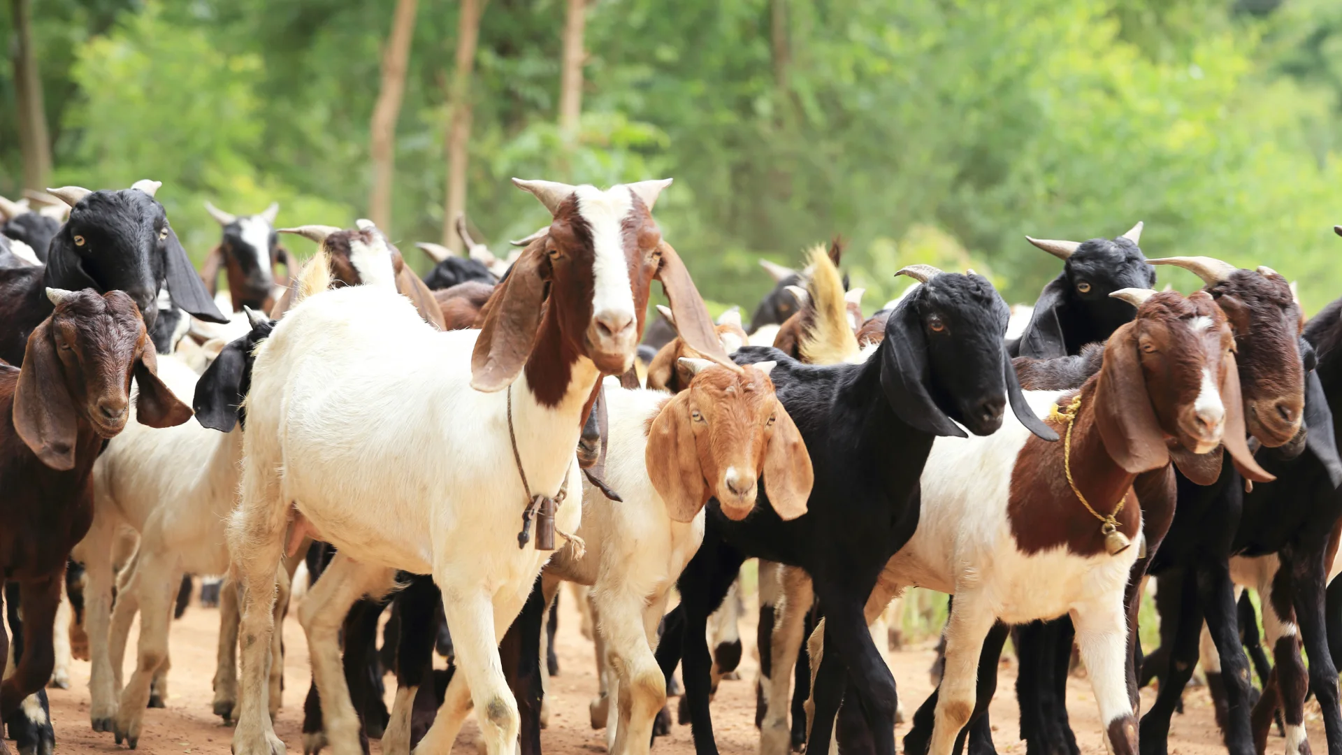 Bolehkah Aqiqah Digabung dengan Qurban? Simak Penjelasannya!