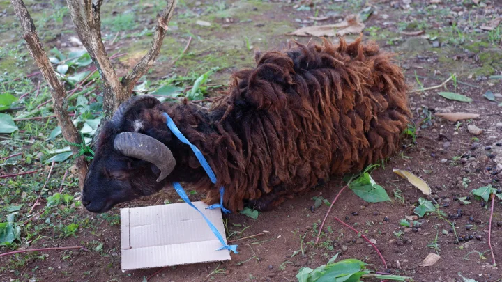 Hukum Qurban untuk Orang Tua yang Sudah Meninggal dalam Islam