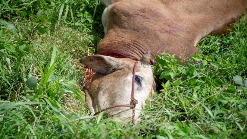 Tujuan dari Ibadah Qurban adalah Mensyukuri Nikmat Allah SWT.