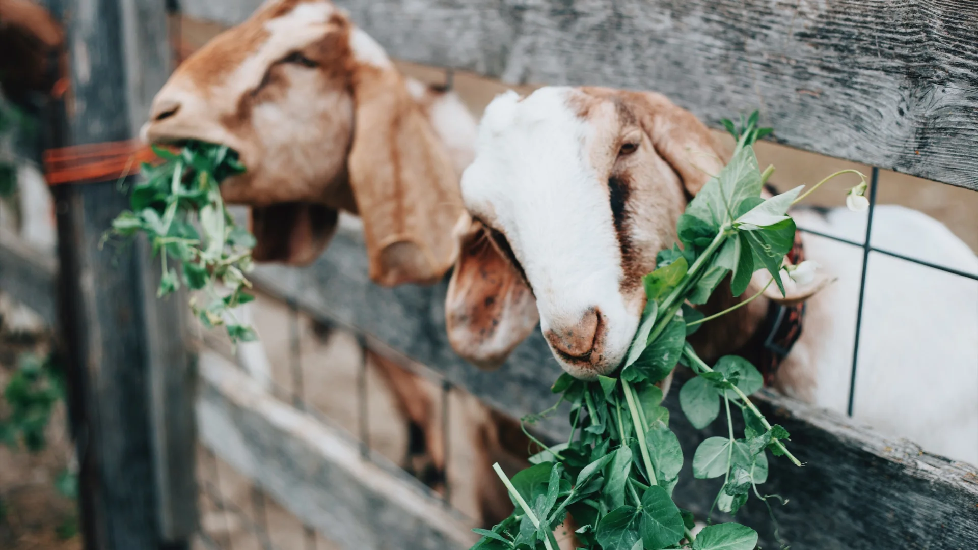 Qurban Atas Nama Orang Tua Apakah Bisa? Ini Penjelasannya