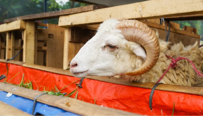 Qurban Bersama Yayasan Alfatihah Maximalis dengan Harga Ekonomis