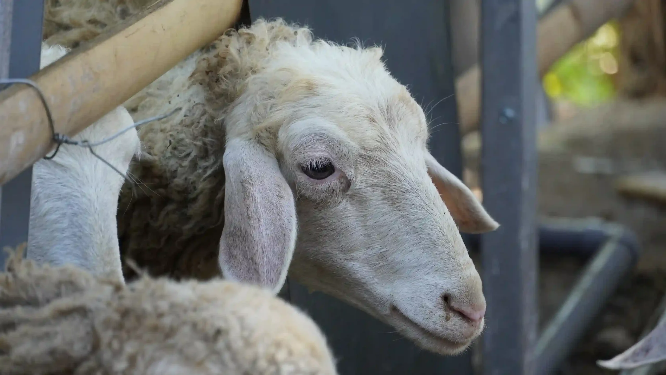 Semarak Perayaan Qurban Idul Adha 1444 H Bersama Alfatihah