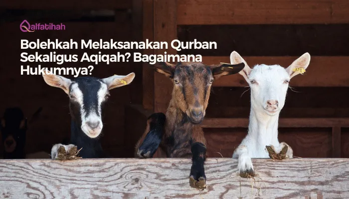 Bolehkah Melaksanakan Qurban Sekaligus Aqiqah? Bagaimana Hukumnya?