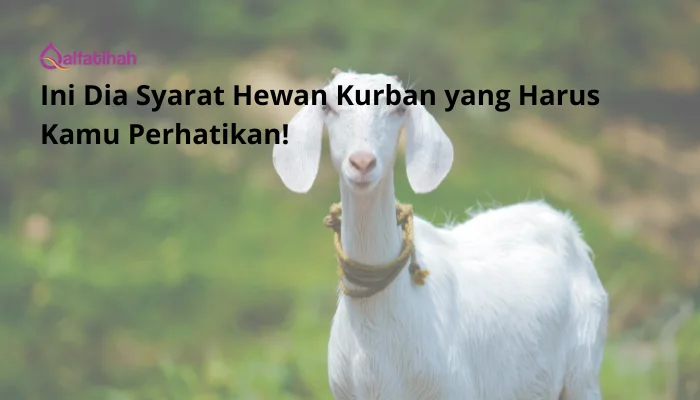 Ini Dia Syarat Hewan Kurban yang Harus Kamu Perhatikan!