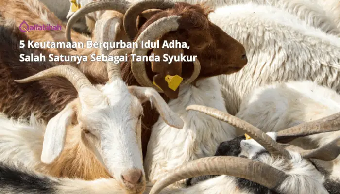 5 Keutamaan Berqurban Idul Adha, Salah Satunya Sebagai Tanda Syukur